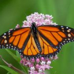 男人的天堂sss.视频在线观看 nx1w0o5y